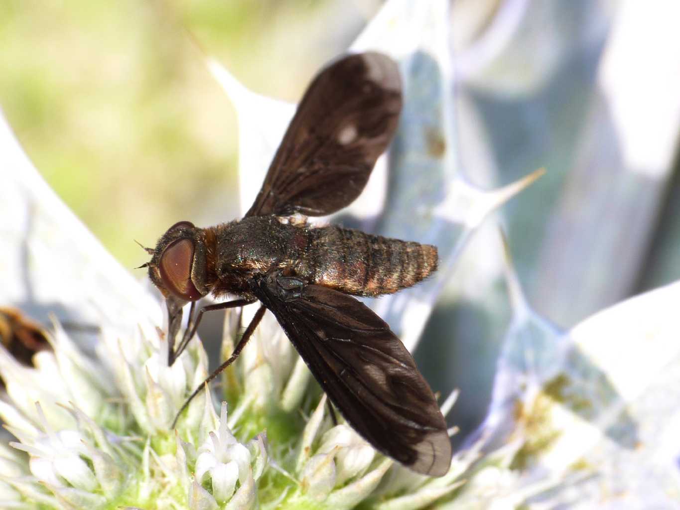 Heteralonia megerlei